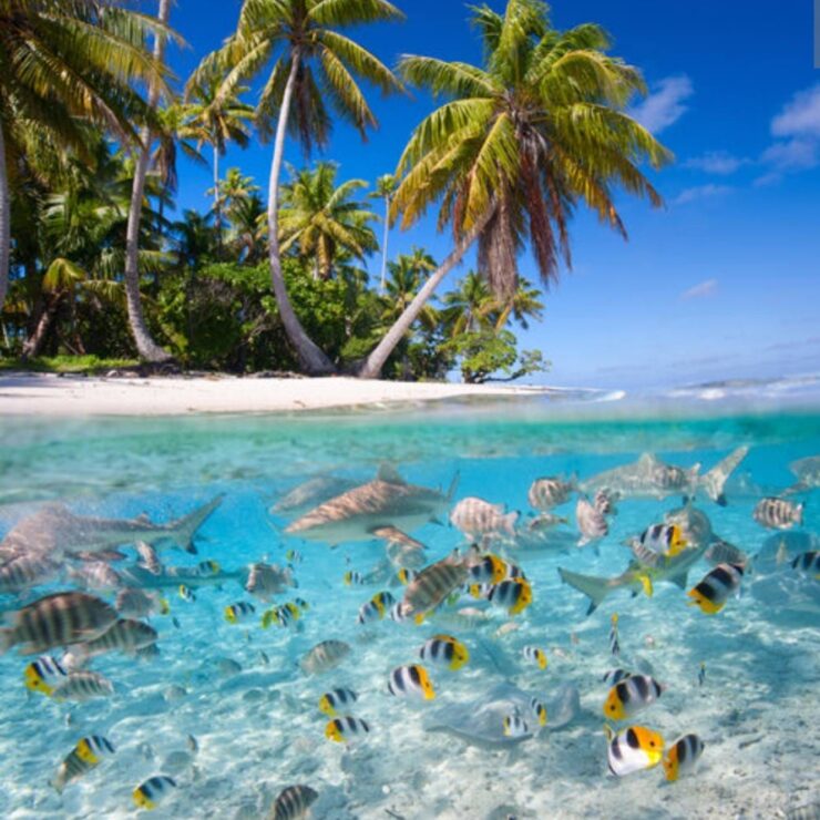 Sea excursions in the Maldives